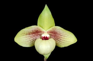 Paphiopedilum Shun-Fa Golden Piedmont HCC/AOS 77 pts.